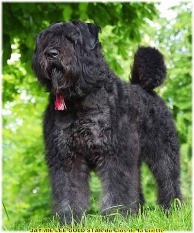 JAYMIE LEE © Elevage de bouviers des flandres du Clos de la Luette specialisé pour le bouvier des flandres Copyrigth depose